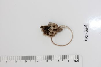 Media type: image;   Invertebrate Zoology CRI-364 Description: Preserved specimen.;
